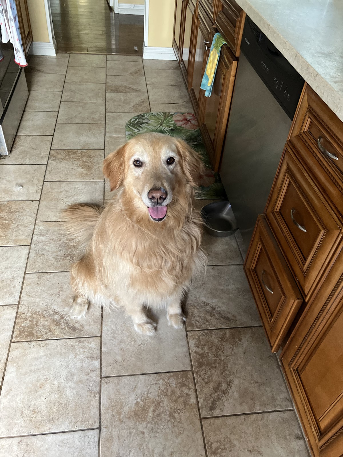 A family pet at Animal & Bird Clinic of Mission Viejo
