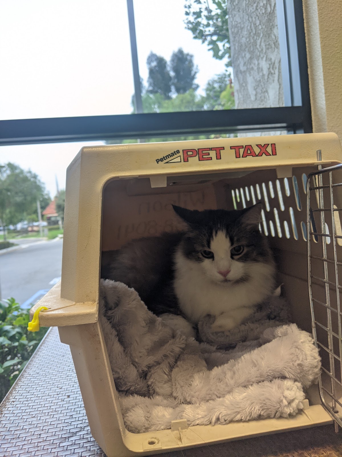A visit to Animal & Bird Clinic of Mission Viejo