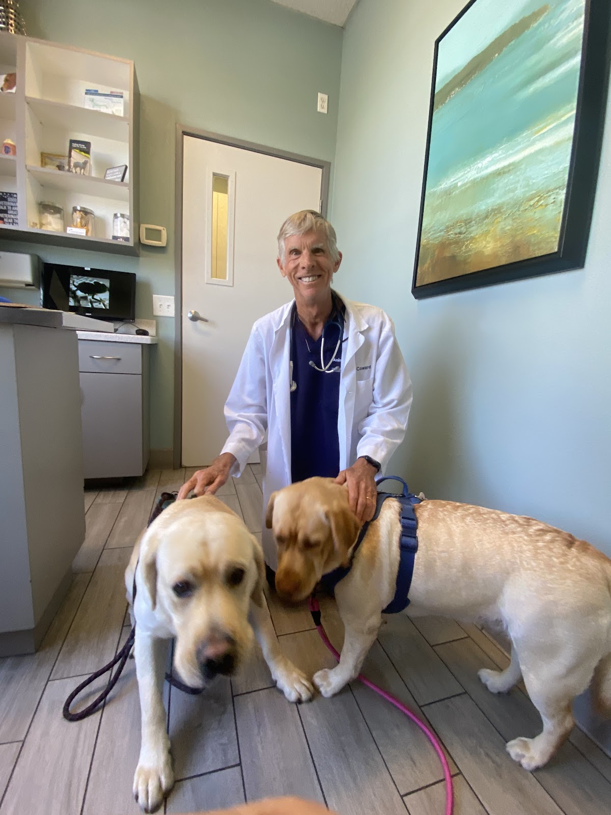 Pet in care at Animal & Bird Clinic of Mission Viejo