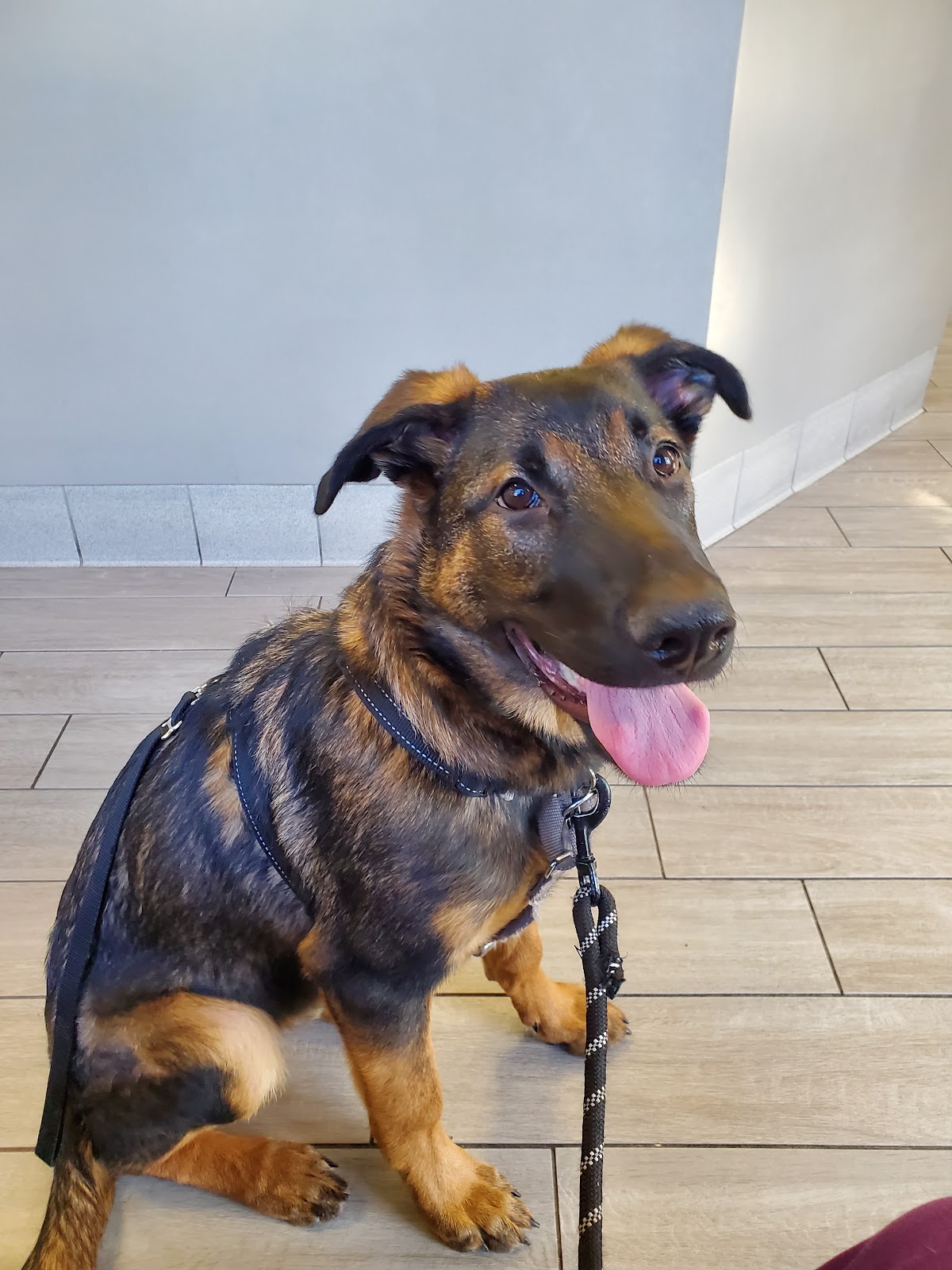 A visit at Animal & Bird Clinic of Mission Viejo