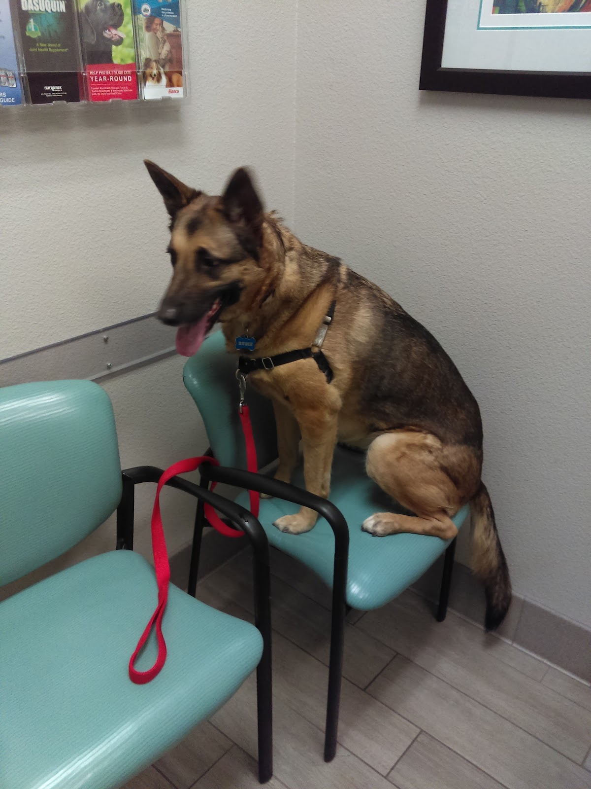 The team at Animal & Bird Clinic of Mission Viejo