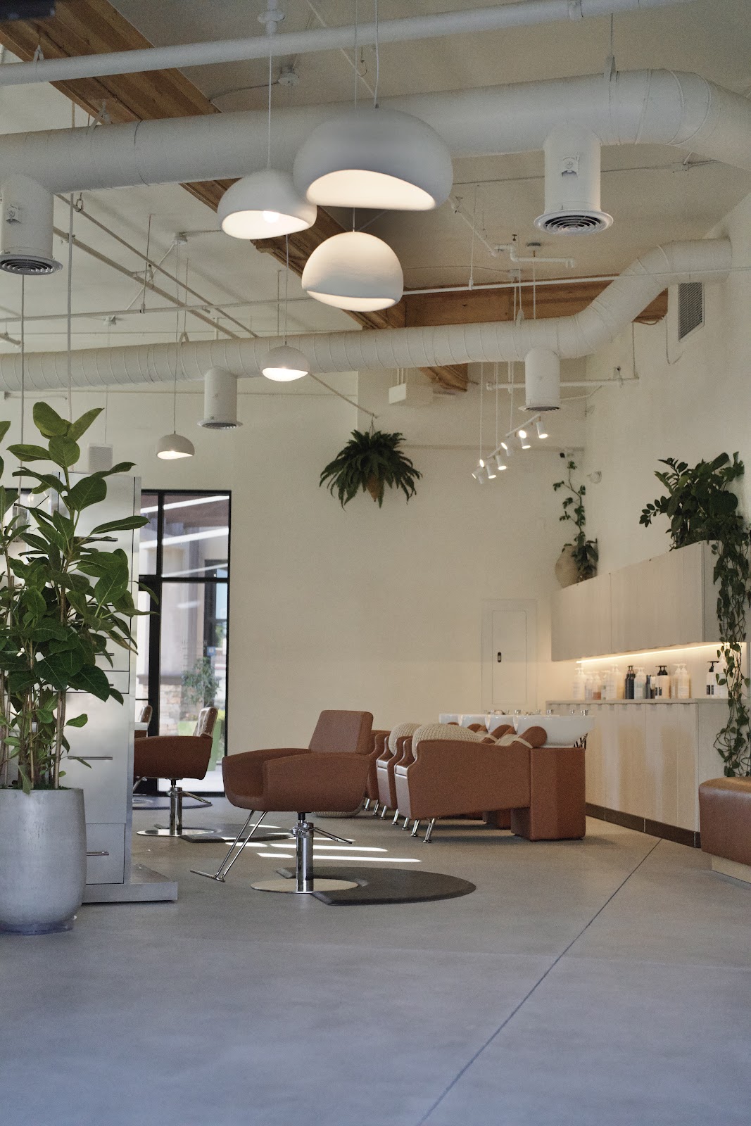 Inside Hair Jungle, the Lake Forest salon. Plant-filled, sunlit, hanging ferns above the styling chairs.