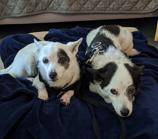 Two happy dogs cared for at Laguna Pet Care Center