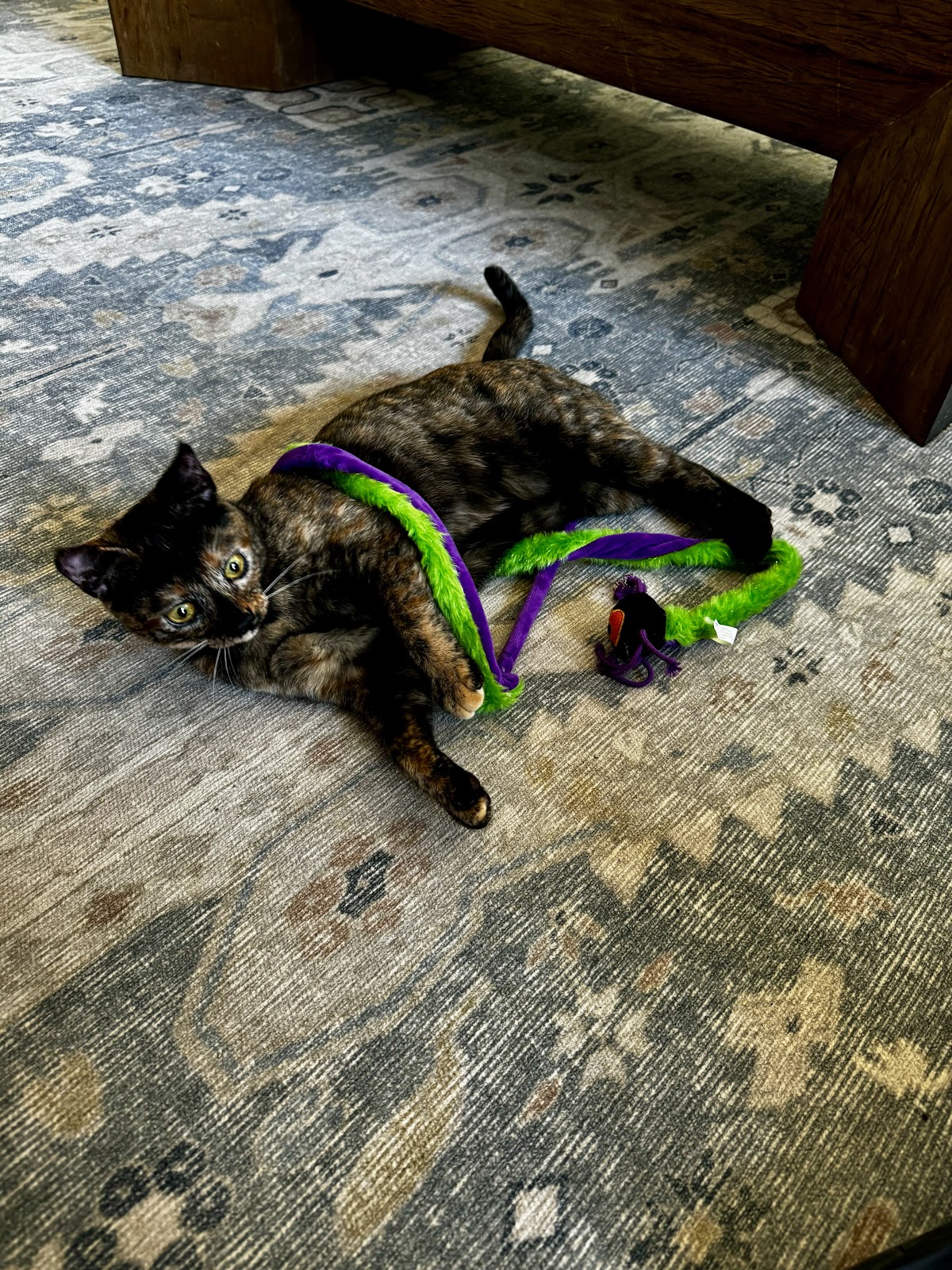 A playful kitten patient