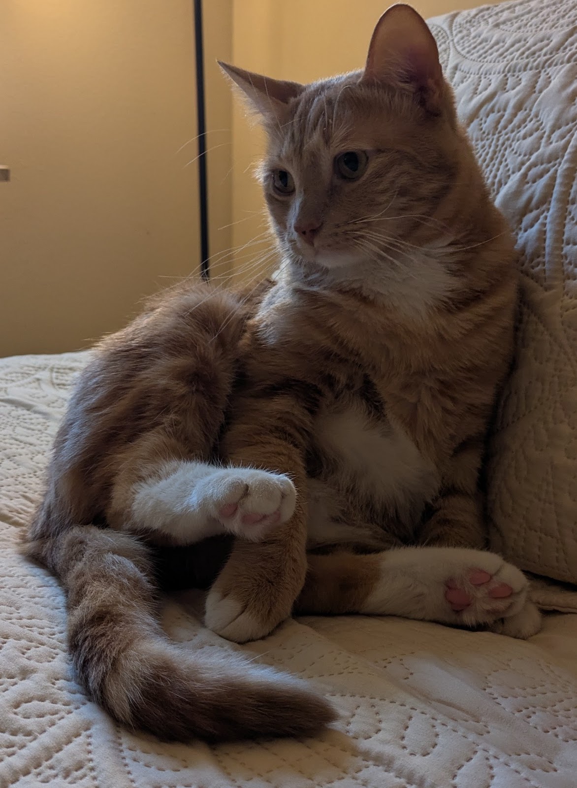 A relaxed cat at home, the kind of patient cared for at Marguerite Animal Hospital