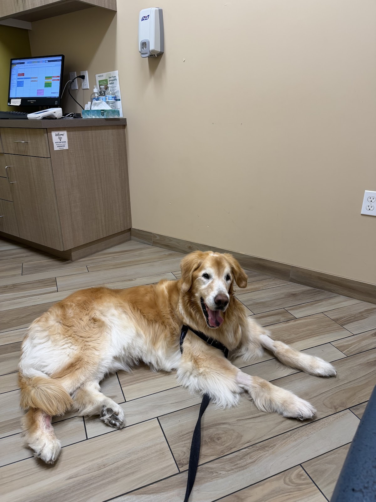A calm dog at Precision Veterinary Surgery
