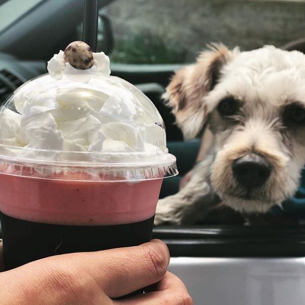 A hand holding a pink real-fruit smoothie topped with whipped cream and a single chocolate-covered espresso bean, a friendly scruffy dog watching from the open car window